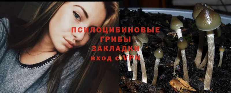 хочу   Мытищи  OMG онион  Псилоцибиновые грибы Magic Shrooms 